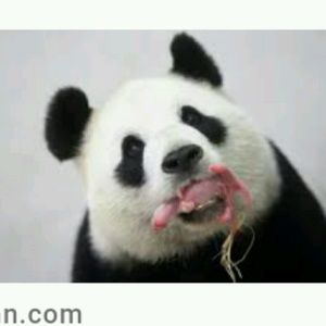 Meet your Posher, Lynette